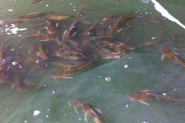 黄骨鱼一亩放养多少