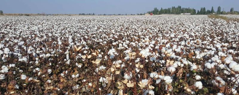 棉花是怎么种的