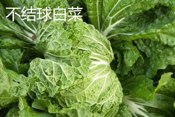 白菜是青菜吗