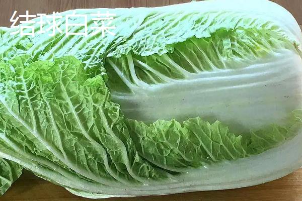 白菜是青菜吗