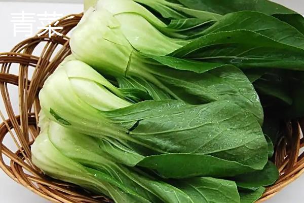 白菜是青菜吗