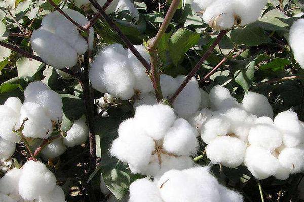 棉花生长在哪里
