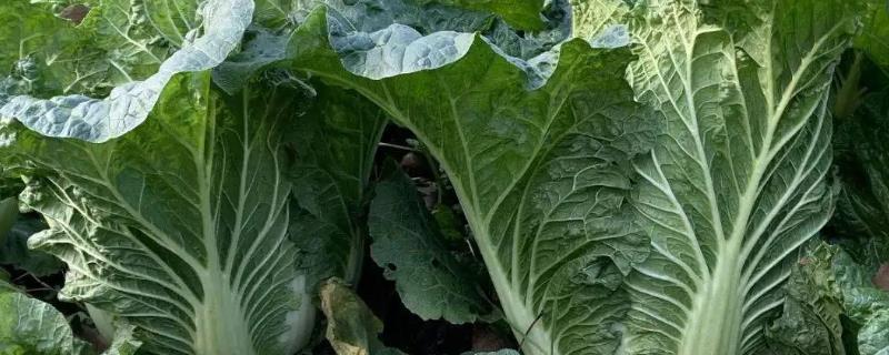 白菜是青菜吗