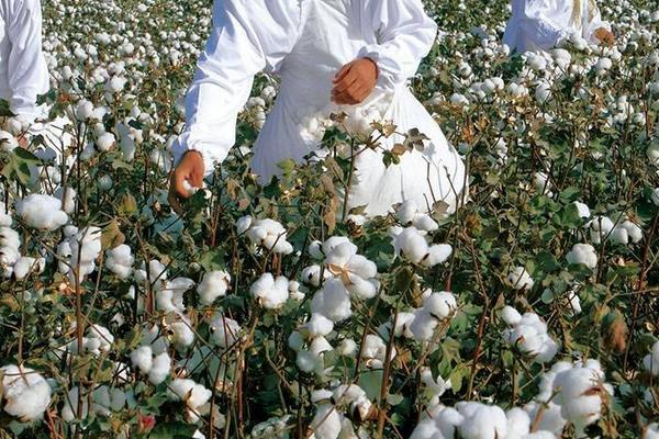 棉花生长在哪里