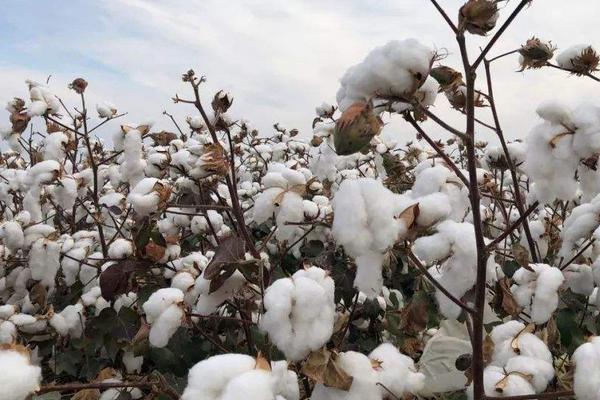 棉花生长在哪里