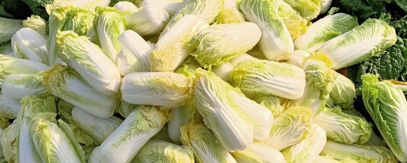 娃娃菜是大白菜吗