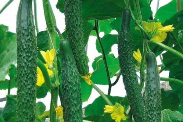 白菜吃的是什么部位