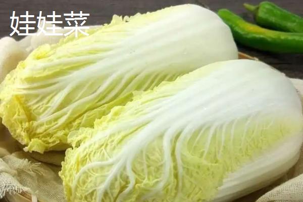 娃娃菜是大白菜吗