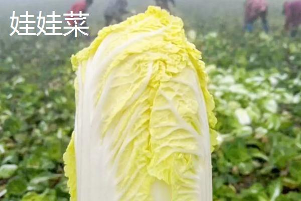 娃娃菜是大白菜吗