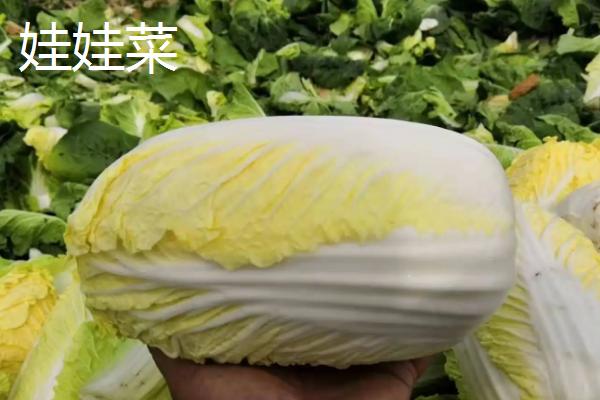 娃娃菜是大白菜吗