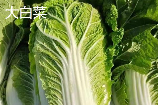 娃娃菜是大白菜吗