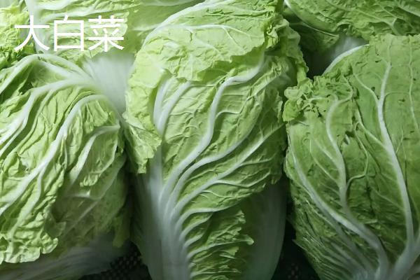 娃娃菜是大白菜吗
