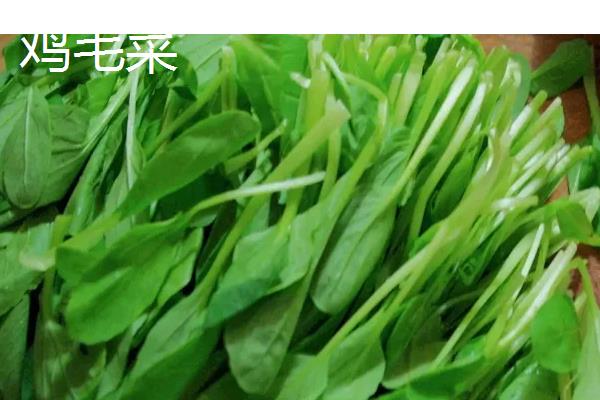 鸡毛菜和小白菜的区别