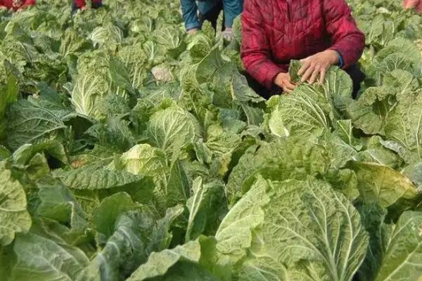 大白菜施什么肥比较好