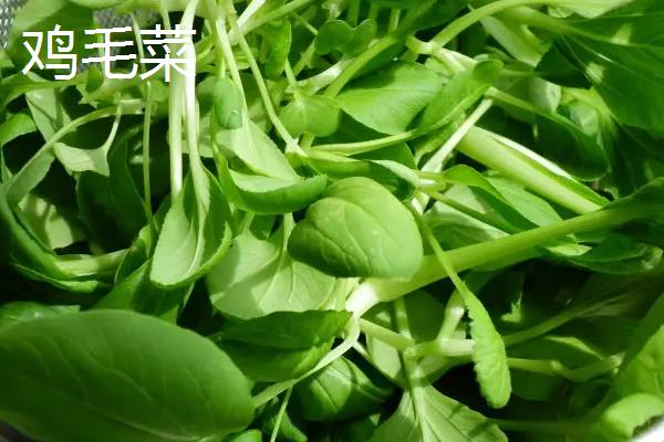 鸡毛菜和小白菜的区别