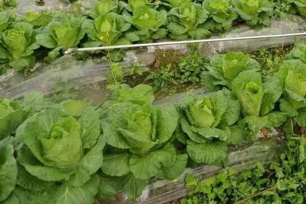 白菜包心期施什么肥