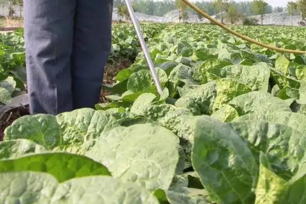 白菜包心期施什么肥