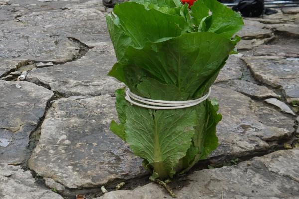 白菜包心期施什么肥