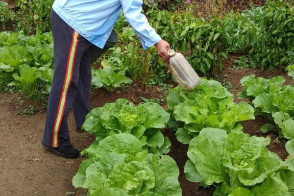 白菜包心期施什么肥