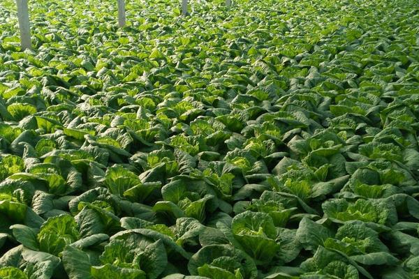 白菜的生长温度