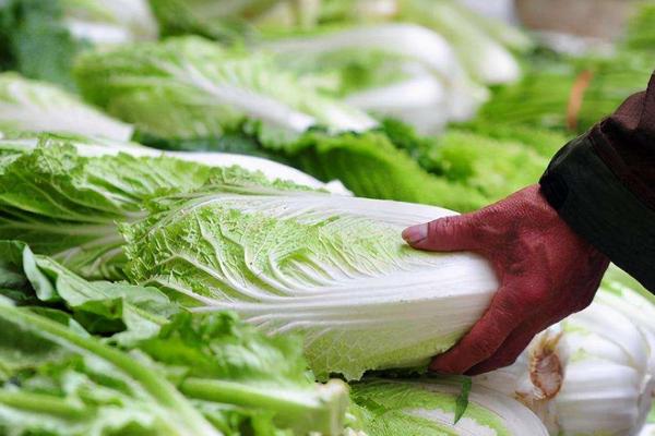大白菜和小白菜的区别