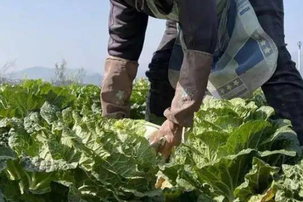 白菜后期施什么肥