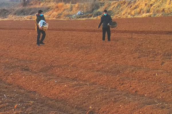 白菜后期施什么肥