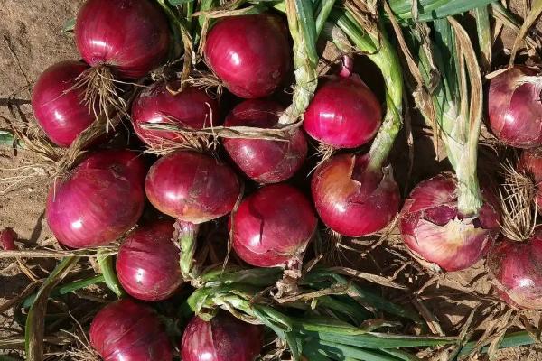 洋葱怎么挑选
