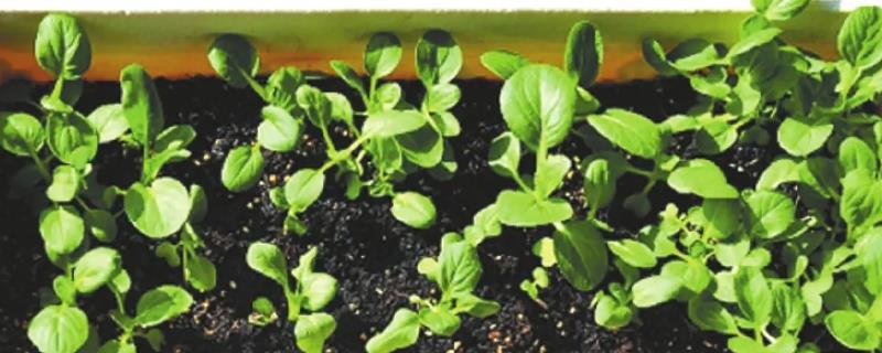 阳台种大白菜用多深的盆