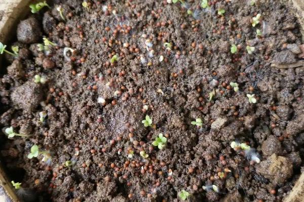 阳台种大白菜用多深的盆