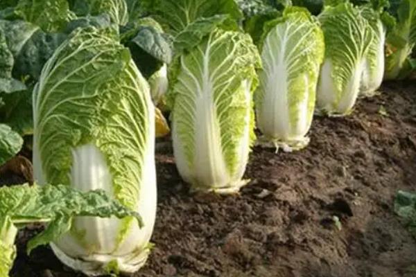 白菜啥时候收获