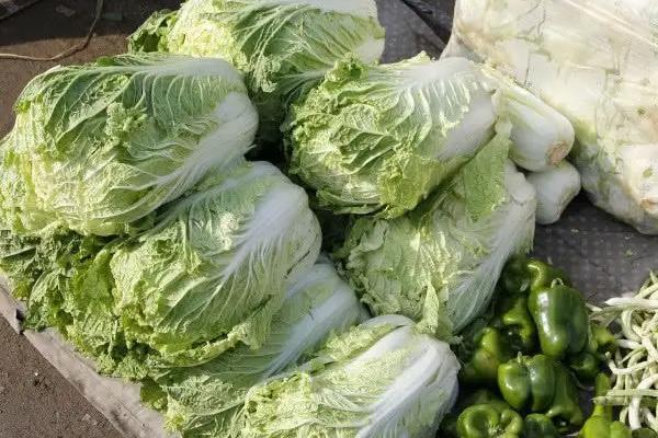 白菜啥时候收获