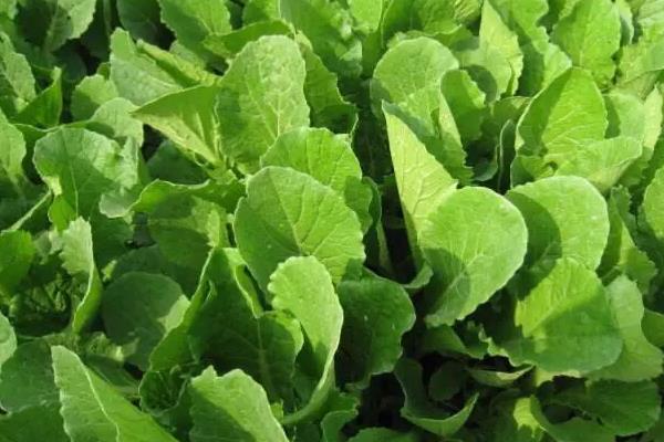 白菜啥时候收获