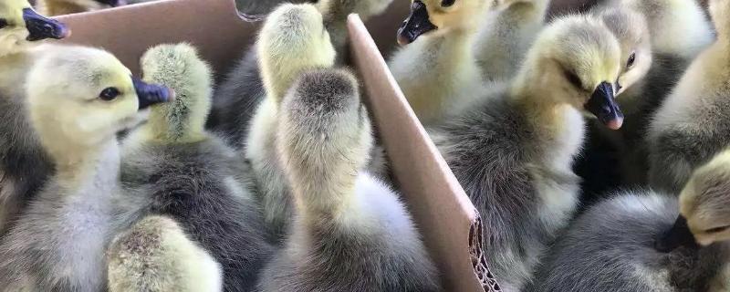 冒充狮头鹅苗的都是什么鹅