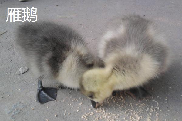 冒充狮头鹅苗的都是什么鹅