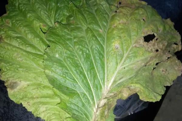 白菜炭疽病的治疗方法
