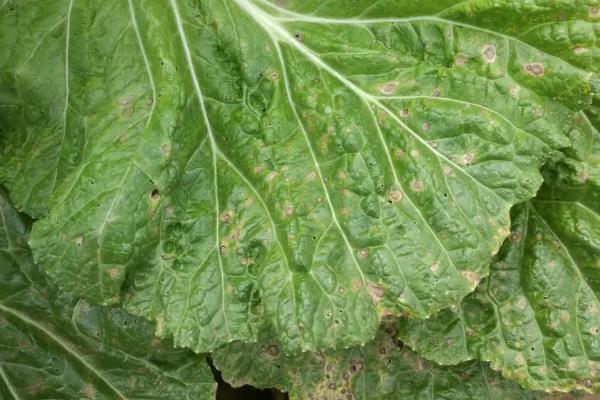 白菜炭疽病的治疗方法