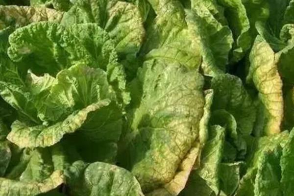 白菜炭疽病的治疗方法