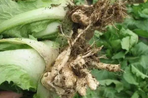 白菜根肿病的防治办法
