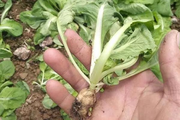 白菜根肿病的防治办法