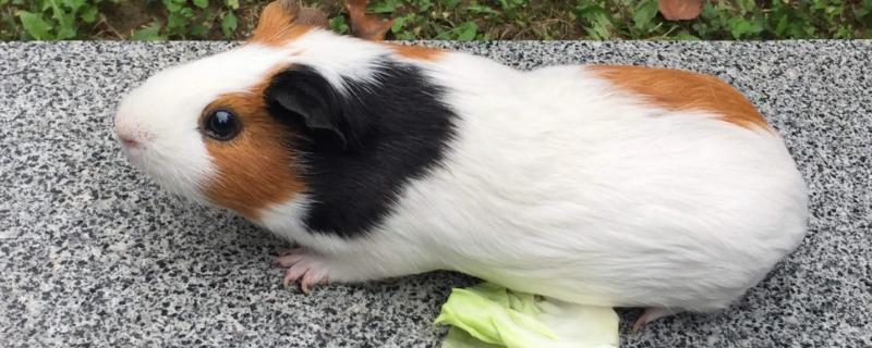 荷兰猪可以吃白菜吗