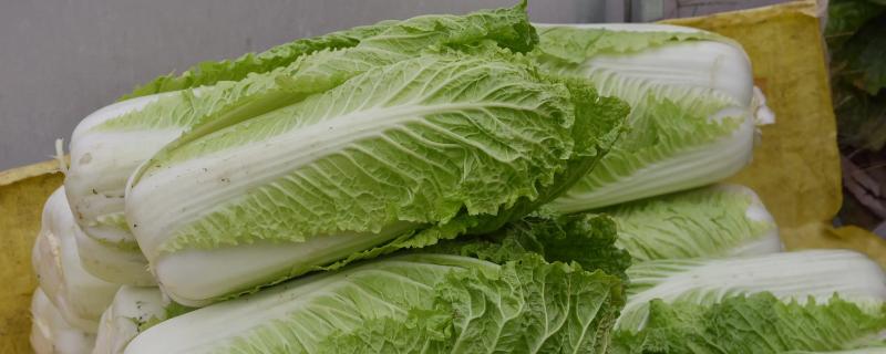 白菜是什么