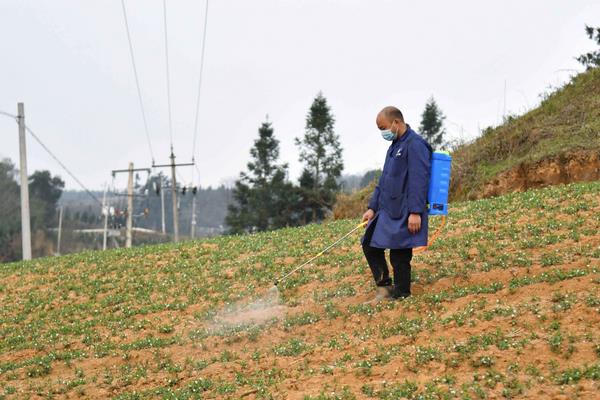 磷酸二氢钾加红糖喷施功效