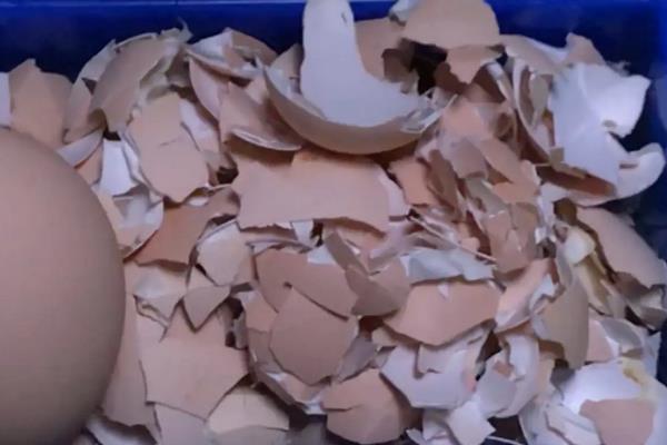 鸡蛋壳是磷肥还是钾肥