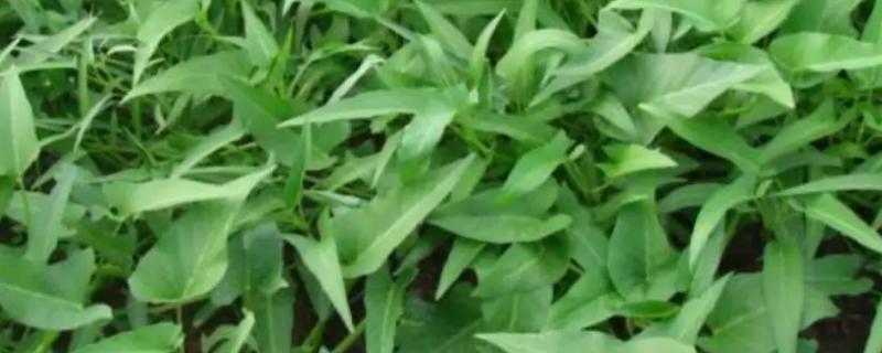 空心菜属于十字花科蔬菜吗