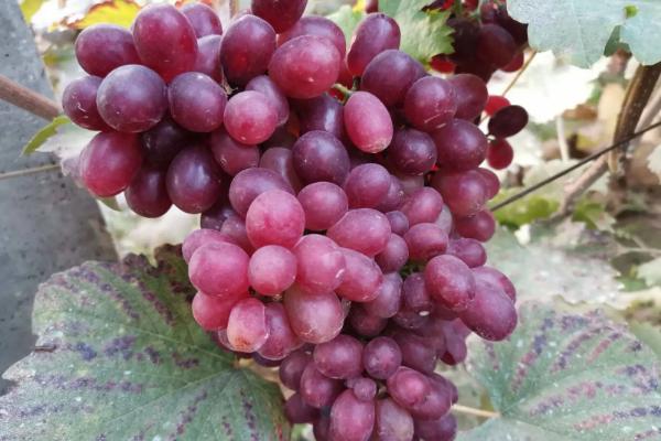 巨盛一号葡萄品种介绍