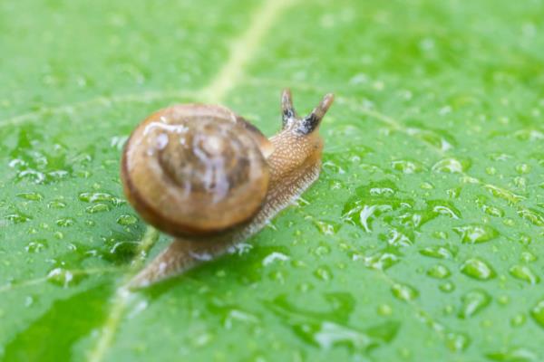 蜗牛是益虫还是害虫