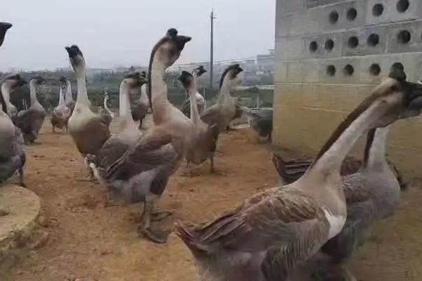 狮头鹅有几个品种