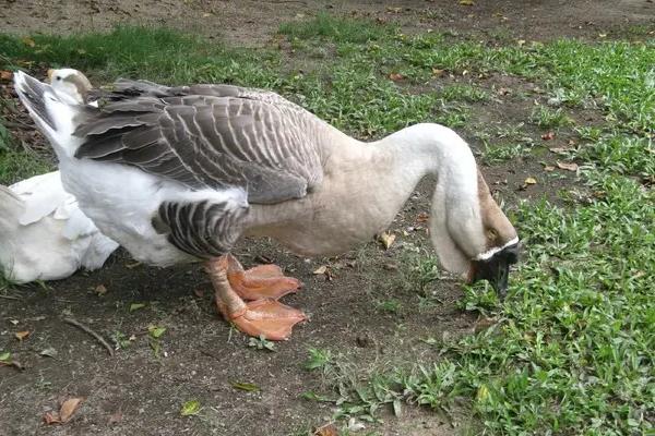 狮头鹅有几个品种