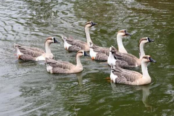 狮头鹅有几个品种